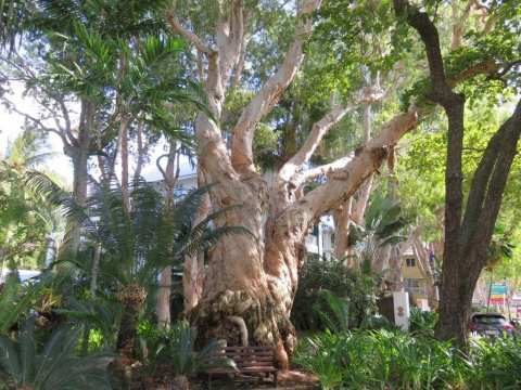 Veteran 400 year old Melaleuca tree, Palm Cove, Cairns