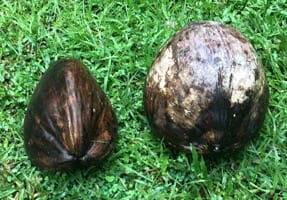 The niu kafa coconut on the left is long with a three-sided angular shape. Nui vai on the right is large and round. 
