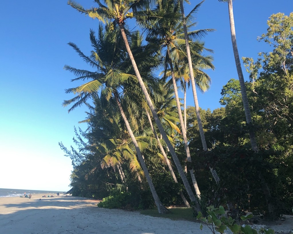 Mature coconut palms on Four Mile Beach