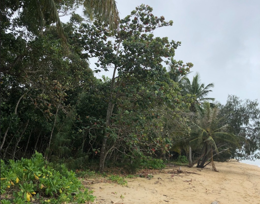 Regenerating littoral forest at Wonga Beach
