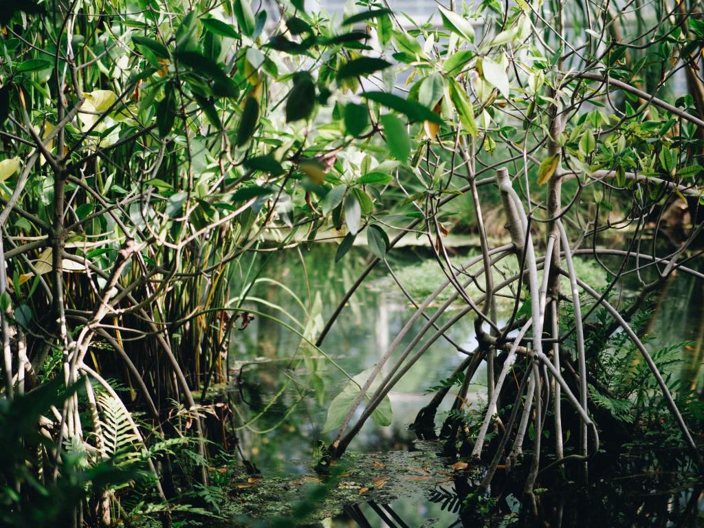 mangrove health kuku yalanji
